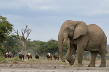 Tanzania-Tanzania-Arusha Riding Safari